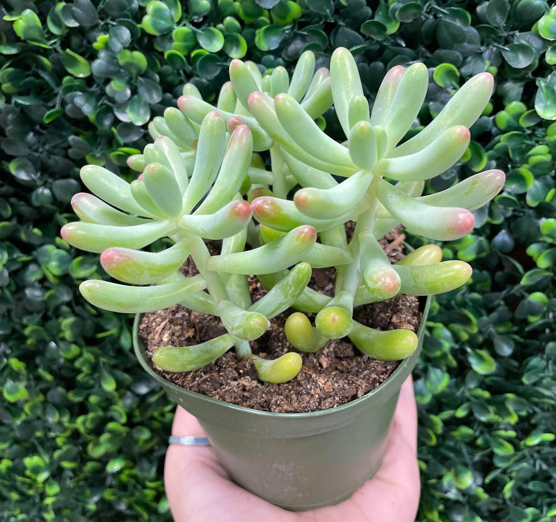 Sedum Jelly Bean Aurora Succulent 3 Pot Live Plants Etsy