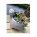 see more listings in the Plantadores section