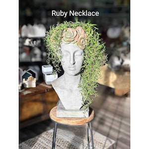 May include: A gray concrete bust planter with a green plant growing out of the top. The plant has small pink flowers. The bust is sitting on a wooden stool with black metal legs. The text "Ruby Necklace" is written in red at the top of the image.