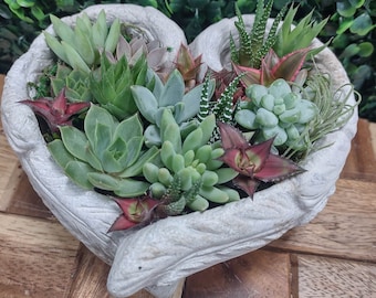 Angel Wings Heart Planter / Cement / Sympathy Gift / Spring Summer Succulent Planter/ Easy Low Maintenance Arrangement /Live Plants /Cactus