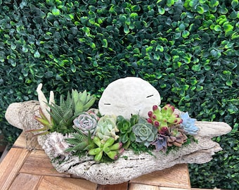 Beautiful Nautical Style Driftwood w/Live Succulent & Air Plant Mixture / Spring Summer/ Easy Low Maintenance Arrangement / Indoor Plants