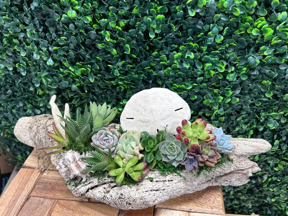 Buy Beautiful Nautical Style Driftwood W/live Succulent & Air Plant Mixture  / Spring Summer/ Easy Low Maintenance Arrangement / Indoor Plants Online in  India - Etsy