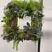 9 Inch Living Sphagnum Moss Wreath - Natural Organic Round Plantable Wreath