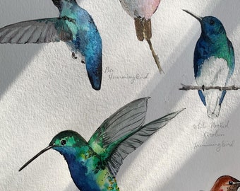 PRINT of Hummingbird Study, Botanical illustration, Original Watercolor Painting, Birds