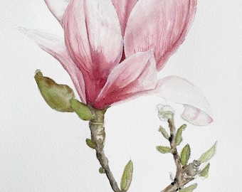 PRINT of Magnolia Soulangiana, Botanical illustration, Original Watercolor Painting, Birds