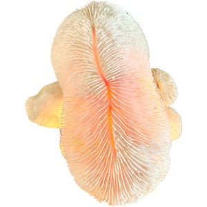 Vintage Magic Mushroom Lamp / Natural Driftwood and Real Coral Mushroom Cap Sculpture Lamp / Collectible Vintage Mushroom Lamp