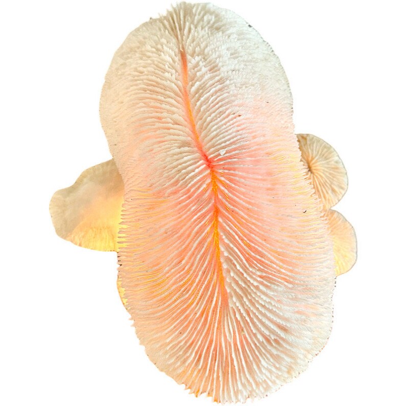 Vintage Magic Mushroom Lamp / Natural Driftwood and Real Coral Mushroom Cap Sculpture Lamp / Collectible Vintage Mushroom Lamp