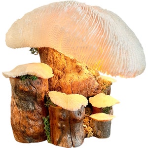 Vintage Magic Mushroom Lamp / Natural Driftwood and Real Coral Mushroom Cap Sculpture Lamp / Collectible Vintage Mushroom Lamp