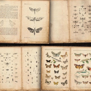 Digital Insects Junk Journal Pages, Moths, Butterflies Ephemera for Journals, Scrapbooks, Paper Crafts