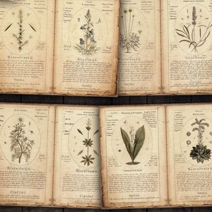 Digitale kruiden botanische pagina's, afdrukbare kruidenephemera voor ongewenste tijdschriften, plakboeken, papierambachten
