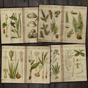 Páginas botánicas imprimibles de diario basura, efímera de bosque vintage para revistas, álbumes de recortes, artesanías de papel