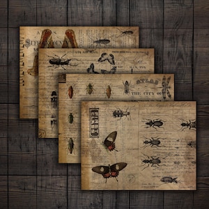 Carta stampabile per diario spazzatura insetti entomologia, effimeri di sfondo per riviste, album di ritagli, artigianato
