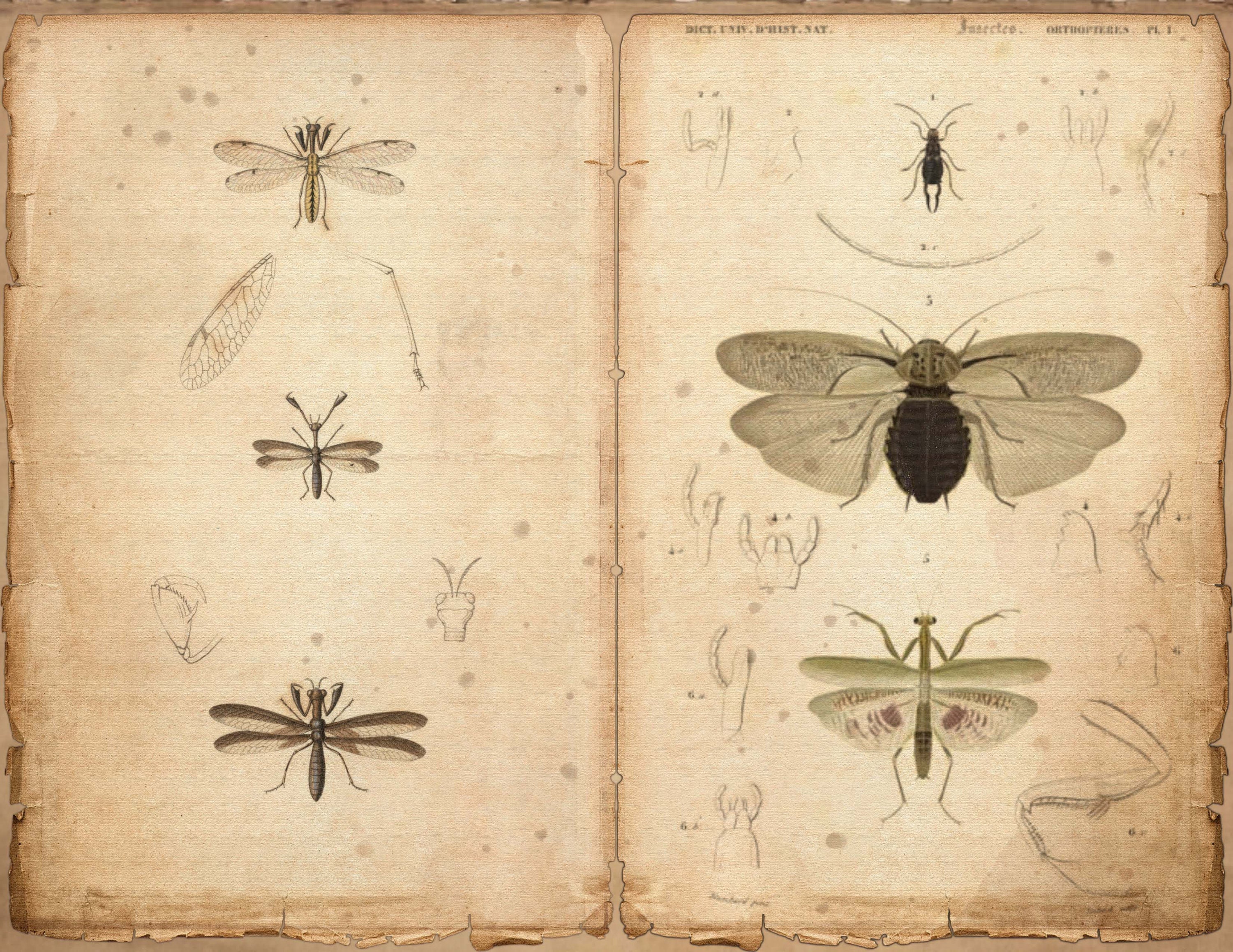 Insects Journal
