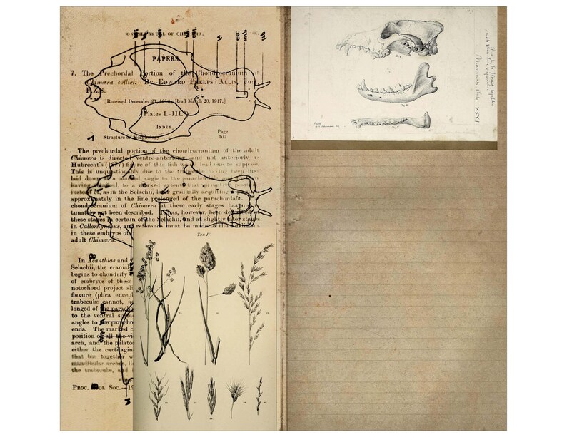 Printable TN Size Junk Journal Pages Digital Travelers Etsy