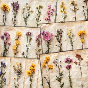 Páginas digitais de flores silvestres secas, papéis de flores para impressão para diários de lixo, colagem de mídia mista, artesanato em papel, download de kit digital