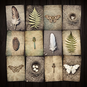 Photographies ATC imprimables nature grunge pour journaux indésirables, journal d'art, collage technique mixte, travaux manuels en papier, libellule, papillon de nuit, images de fougères