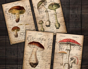 Printable Mushroom Ledger Pages, for Botanical Junk Journals, Scrapbooks, Paper Crafts