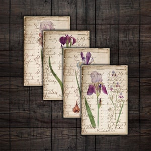 Könnte beinhalten: Vier Vintage-Journalseiten mit handschriftlichem Text und botanischen Illustrationen von lila Iris-Blüten. Die Seiten sind gealtert und haben einen rustikalen Look.