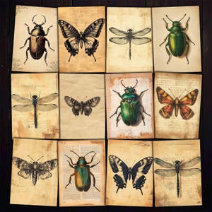Immagini di insetti d&#39;epoca: schede ATC stampabili per collage (download JPG)