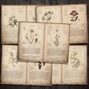 Digitale Wildblumen und Kräuter botanische Seiten, druckbare Kräuter-Ephemera für Junk Journals, Scrapbooks, Papierhandwerk