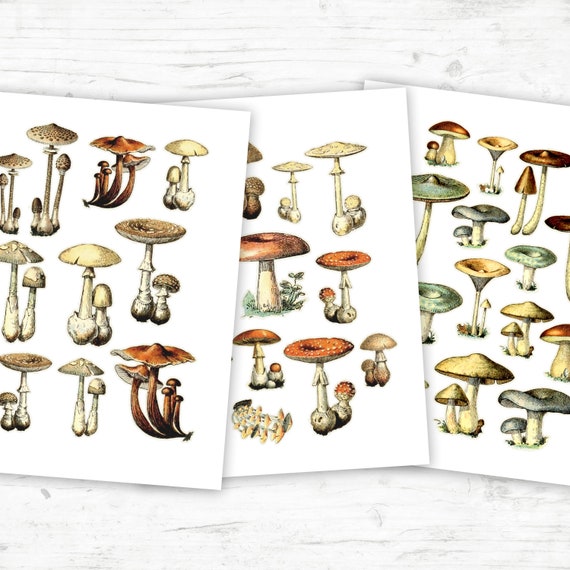 Mushroom Ephemera Book: High Quality Images Of Fungus For Paper Crafts,  Scrapbooking, Mixed Media, Junk Journals, Decorative Art, Artist Trading