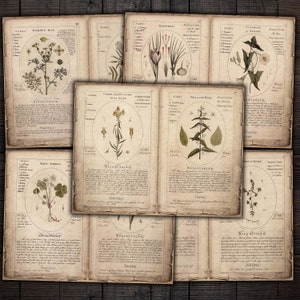 Páginas botânicas digitais vintage de ervas, plantas e flores silvestres, ervas efêmeras imprimíveis para diários indesejados, álbuns de recortes, artesanato em papel