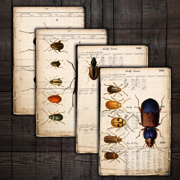 Antique Insects Entomology Ledger Pages, Vintage Beetles Ephemera for Junk Journal, Art Journals, Paper Crafts, Scrapbooks