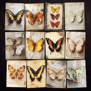 Moth Butterfly Taxidermy Specimen Images ATC Collage sheets for Junk journals, Mixed media, Paper crafts, Digital kit download