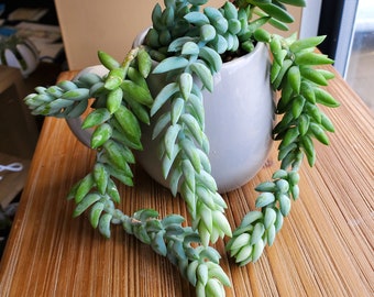 Donkey Tail succulent, Burro's Tail leaf segments