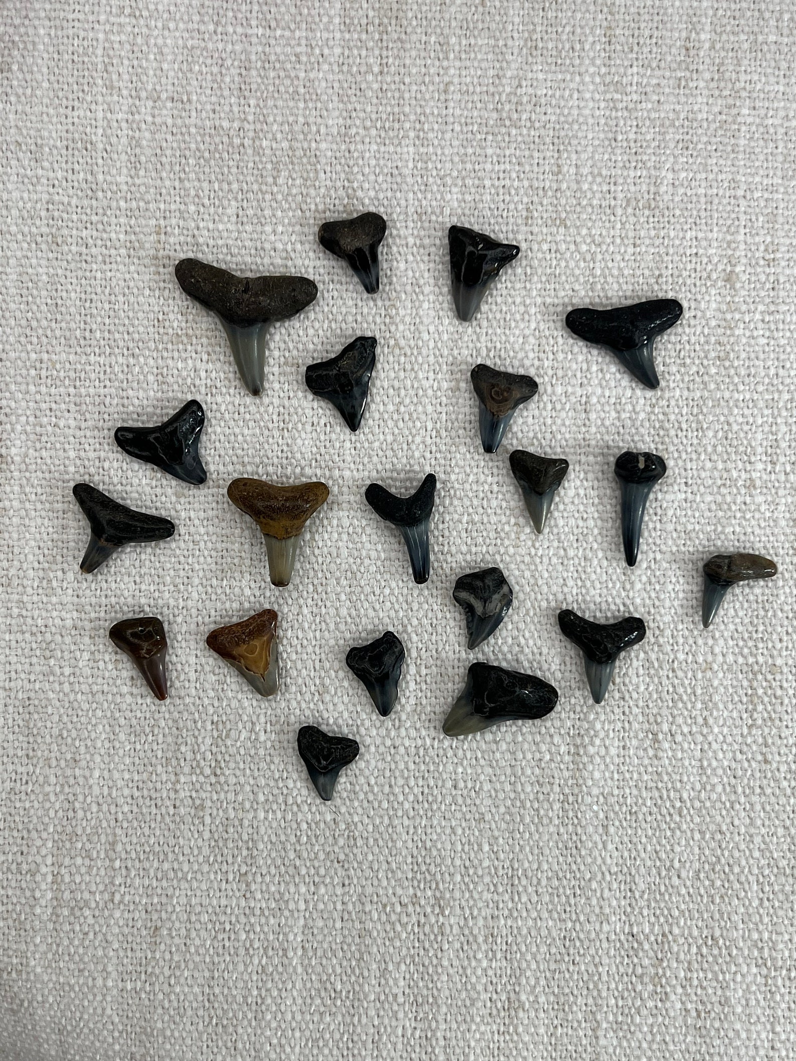 Shark Teeth Dig Bucket Shark Teeth Shark Gifts Shark Themed Etsy