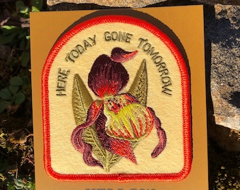 Yellow Lady's Slipper Orchid Patch