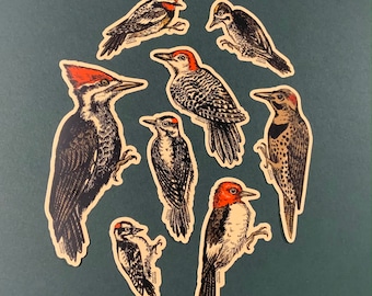 May include: A set of nine wood-backed stickers featuring illustrations of different types of woodpeckers. The woodpeckers are depicted in a vintage style with black and white markings and red accents. The stickers are perfect for adding a touch of nature to your belongings.