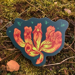 Purpurea Pitcher Plant Sticker