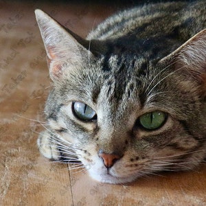 La foto digital Cat, Tabby Cat JPEG Descargar, Clipart, Descarga instantánea, Perfecto para una tarjeta o imprimir para cualquier gato o entusiasta de los animales