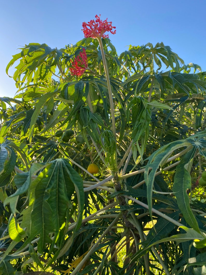 12-18 inch Jatropha Multifida Tree aka Coral Plant or Seeds image 6