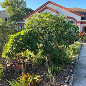 12-18 inch Jatropha Multifida Tree aka Coral Plant or Seeds image 7