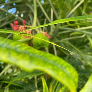 12-18 inch Jatropha Multifida Tree aka Coral Plant or Seeds image 3