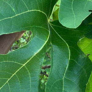 May include: Close-up of a large, green fig leaf with prominent veins. The leaf is textured and has a slightly crinkled appearance.