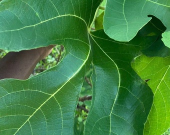 Fig Leaves (Picked Fresh at the time of your order)