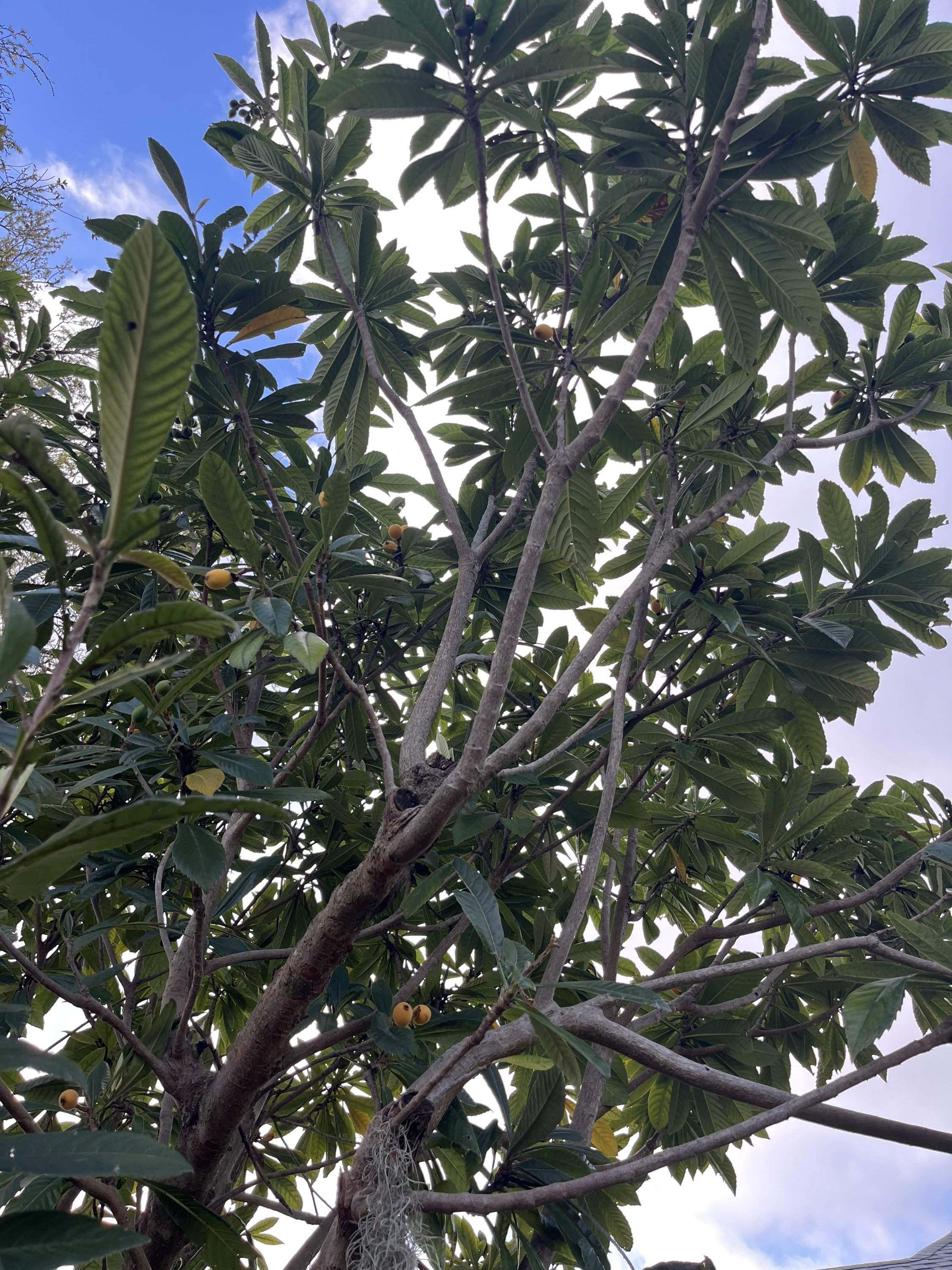 Loquat Trees, Seeds, and Leaves - Etsy