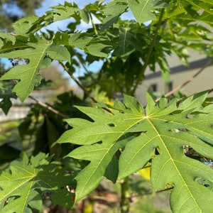 Papaya Leaves (Picked fresh at the time of your order) and Papaya Trees