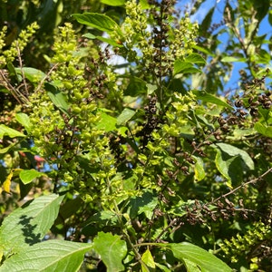 Holy Basil Plants aka Ocimum Tenuiflorum