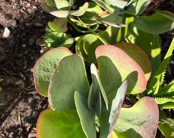 Pigs Ear Plant (Cotyledon Orbiculata)