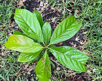 Two Avocado Trees