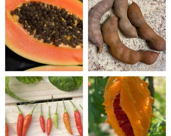 Fruit and Herb Seeds Kit (Papaya, Cerasee, Tamarind, & Birds Eye Chili Peppers)