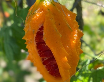 Cerasee Seeds, Vine Plants, & , Bush (Bush picked at the time of your order)