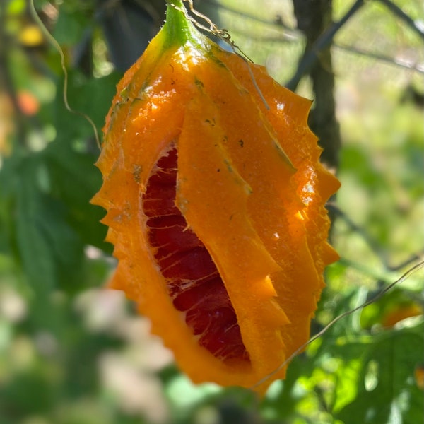 Cerasee Seeds, Vine Plants, & , Bush (Bush picked at the time of your order)