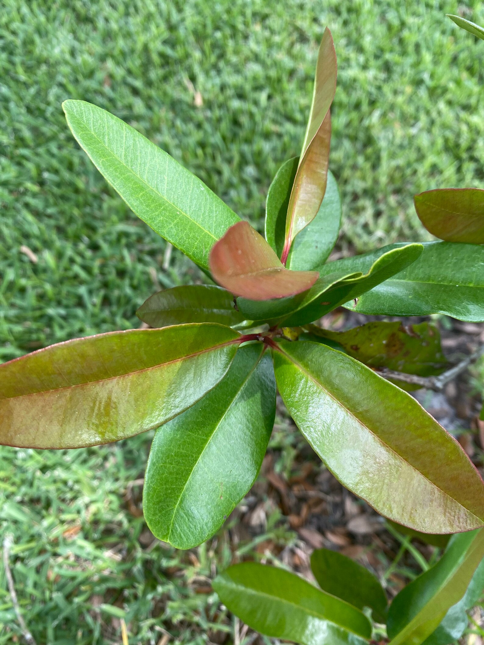 Bay Rum Leaves Picked fresh at the time of your order Etsy