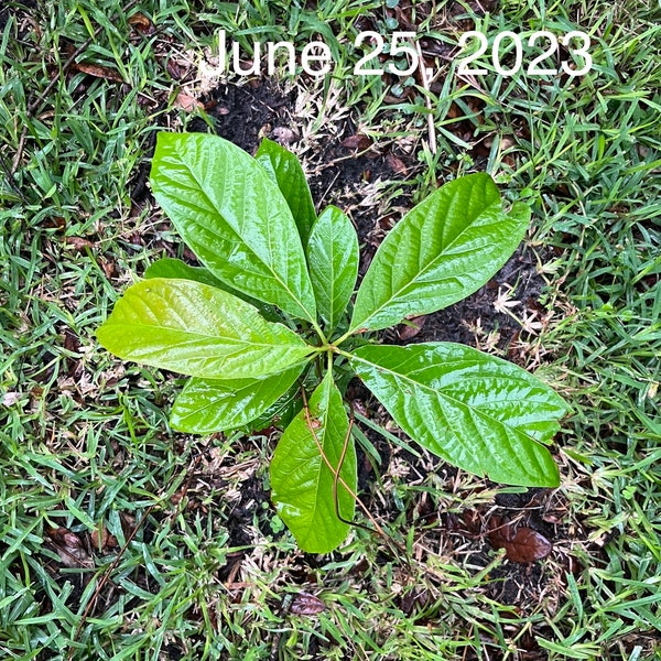 Del Rio Avocado Tree Etsy