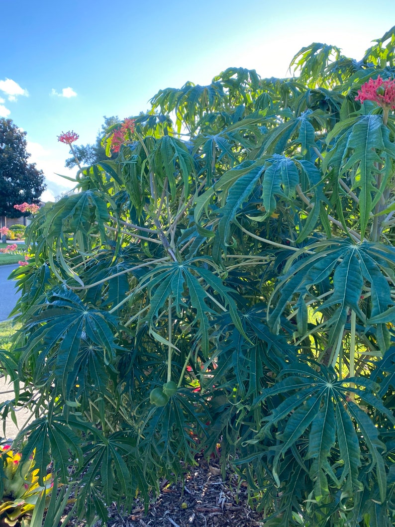 12-18 inch Jatropha Multifida Tree aka Coral Plant or Seeds image 4